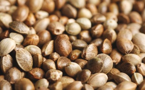 Save Your Seeds! Pharma & Chemical Giants want a big slice of the Pot&nbsp;Pie